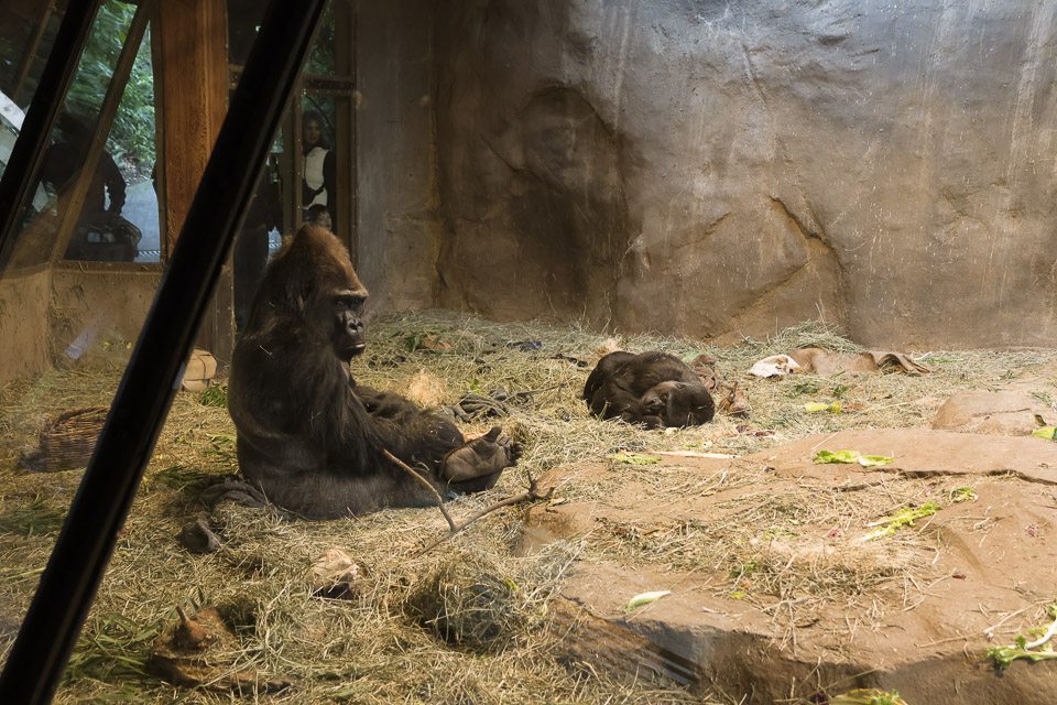 Woodland Park Zoo — photo 12